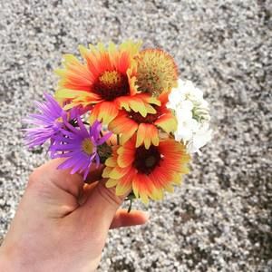 Meet your Posher, Lola